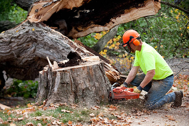 Best Residential Tree Removal  in Carbondale, IL